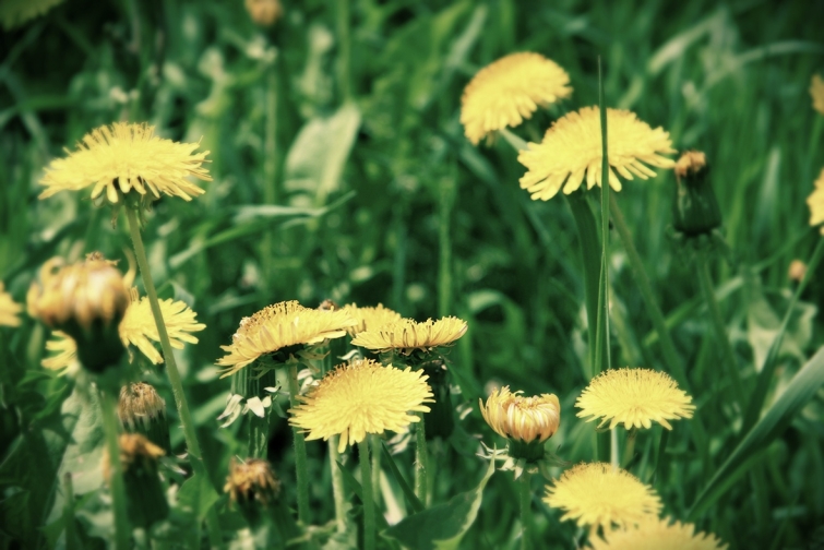 Löwenzahn als Heilpflanze - Workshop in der Steiermark