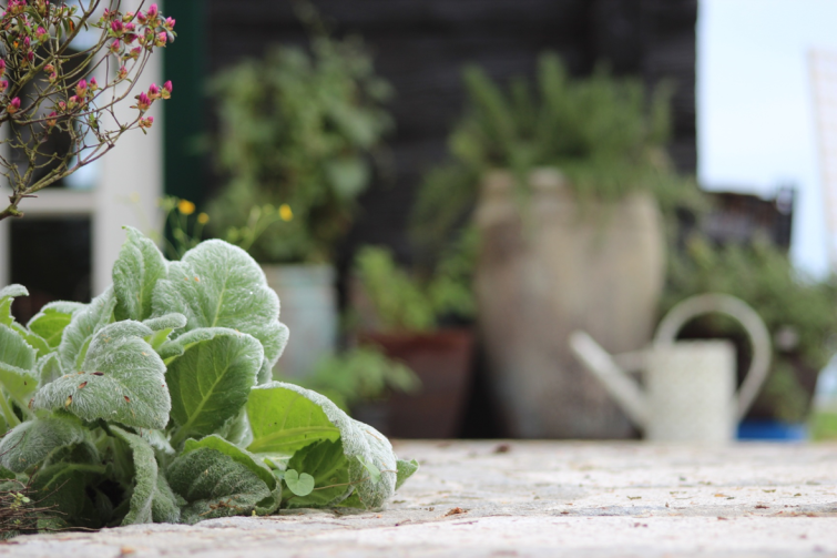 Seminar: die Heilkraft der Ringelblume