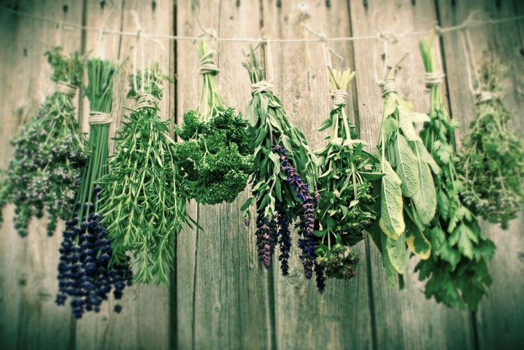 Wildkräuter und Pflanzen richtig verarbeiten